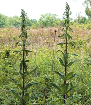 American columbo (Swertia carolinensis)